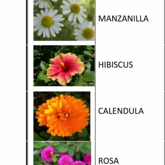 Hierbas botánicas